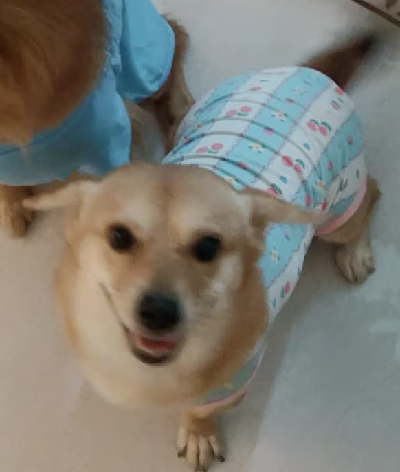 小黄
