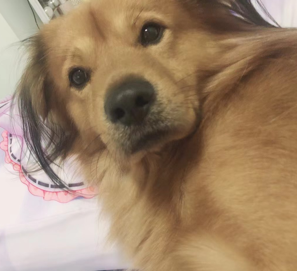 崽崽